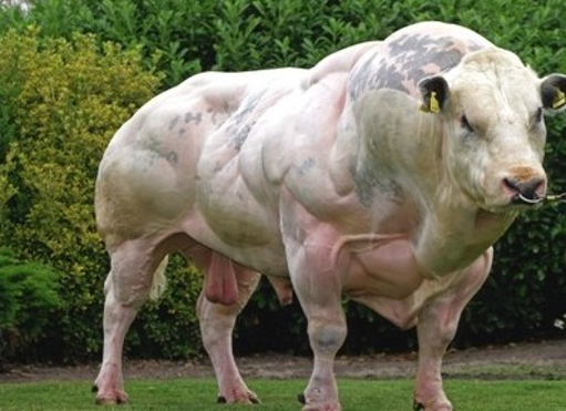 Double muscled cow