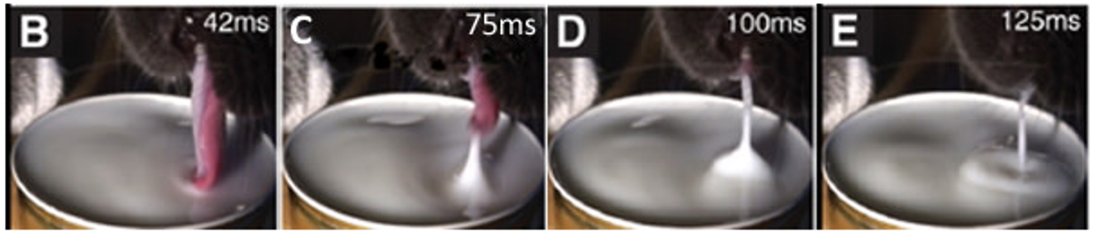 Images of cats drinking at different short time frames