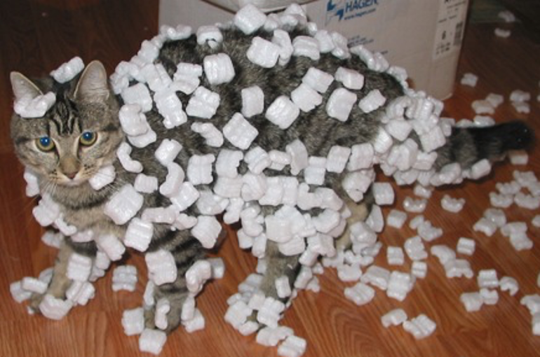 A cat covered with styrofoam.